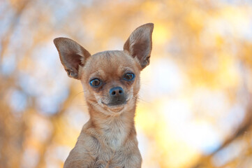 Cute brown chihuahua in park looking at camera.