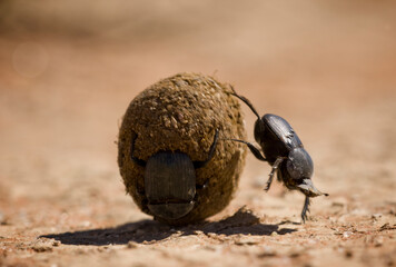 Dung Beetles, Kgalagadi Transfrontier Park, South Africa