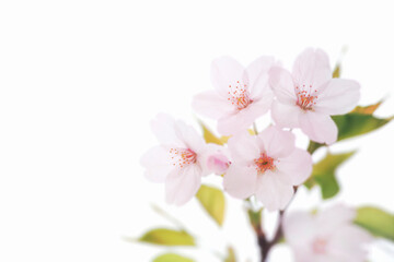 Plakat 桜