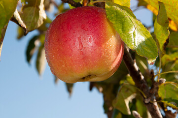 Red fruits of apples on the tree. Harvesting
