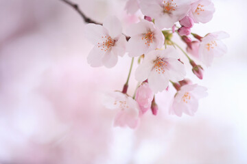 Obraz premium 桜