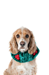 Cocker Spaniel Dog in Holiday Attire isolated on white