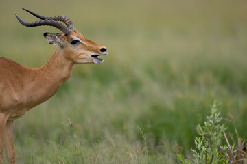 Impala Herd, Chobe National Park, Botswana