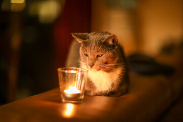 Gray cat that looks at the candle. The feeling of comfort. Magical look. Home cosy concept. 