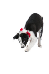 Border Collie  Dog in Holiday Christmas Collar looking guilty isolated on white