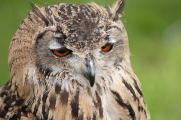 eagle owl portrait