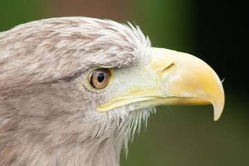 close up of a eagle