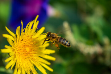 a bee pollinates a dandelion on a background of flowers