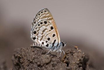 Butterfly, Nxai Pan National Park, Botswana