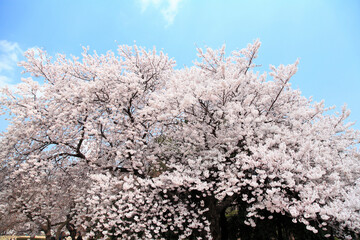 桜