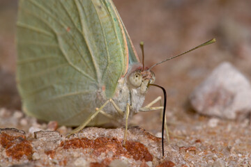 Butterfly, Kgalagadi Transfrontier Park, South Africa