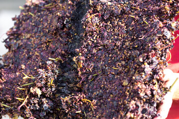 Winepress with red must and helical screw. Production of traditional Italian wines, crushing of grapes.