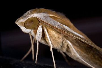 Moth, Sossusvlei, Namib Naukluft National Park, Namibia