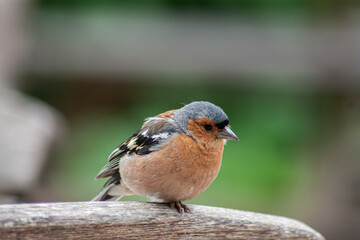 Chaffinch on the fence