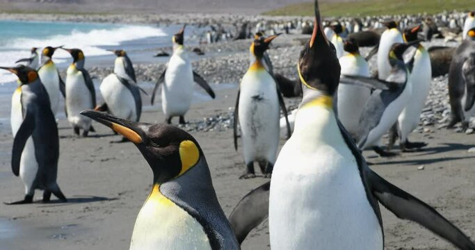 Flock of King penguins on coast