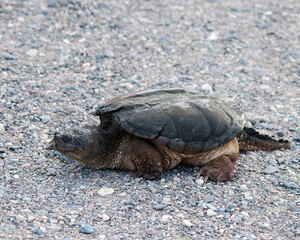 Snapping turtle photo stock. Snapping turtle close-up profile view displaying its turtle shell, head, eye, nose, mouth, paws, dragon tail, walking on gravel  in its environment and habitat.