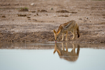 Black Backed Jackal, Nxai Pan National Park, Botswana