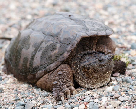 Snapping turtle photo stock. Snapping Turtle sitting on gravel with a blur background in its environment and habitat displaying its turtle shell, paws, head, nose, mouth. Picture. Portrait.  Image.