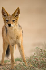 Black Backed Jackal, Kgalagadi Transfrontier Park, South Africa