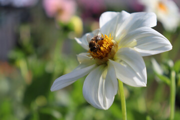  A honey bee collects nectar on a large flower. Autumn graying - white dahlia. Pollination of flowers by insects.