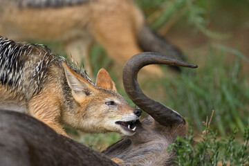 Black Backed Jackal, Kgalagadi Transfrontier Park, South Africa