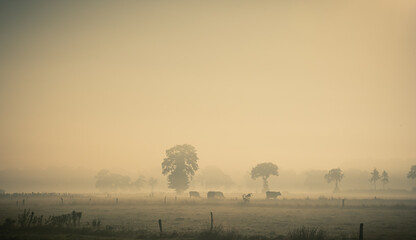 Ostfriesland Nebel