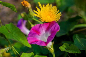 ivy and dandelion blooming in the wild