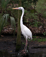 White Heron Stock Photos. White Heron close-up profile view, displaying white feathers plumage, in its environment and habitat with a foliage background. Image. Picture. Portrait.