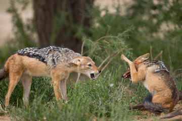 Fototapeta premium Fighting Black Backed Jackals, Kgalagadi Transfrontier Park, South Africa