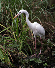 White Heron Stock Photos. White Heron close-up profile view displaying its white feathers plumage, with foliage background in its environment and habitat. Picture. Portrait. Image.