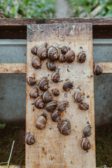 Escargots Weinbergschnecken aus Schneckenzuchtbetrieb