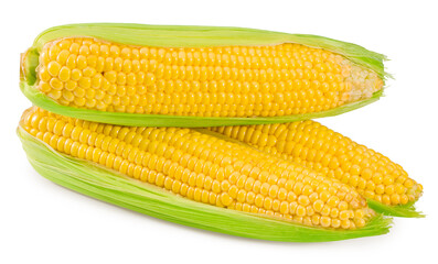 An ear of corn isolated on a white background