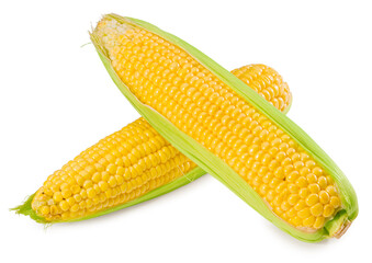 An ear of corn isolated on a white background