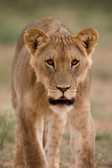 Fototapeta na wymiar Lion in Kalahari Desert, Kgalagadi Transfrontier Park, South Africa