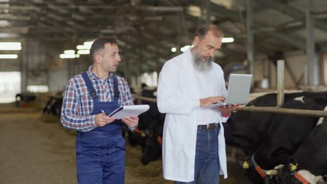 Middle aged farmer in overalls walking down cowshed with dairy cows eating in stalls and meeting agricultural scientist in white coat working on laptop. Farming professionals comparing notes
