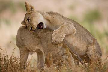 Obraz premium Lion Cubs in Kalahari Desert, Kgalagadi Transfrontier Park, South Africa