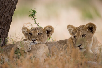 Fototapeta na wymiar Lion Cubs in Kalahari Desert, Kgalagadi Transfrontier Park, South Africa
