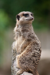 meerkat on the lookout
