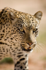 Leopard in Kalahari Desert, Kgalagadi Transfrontier Park, South Africa