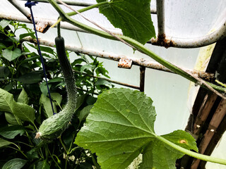 a strangely uneven cucumber hangs in the greenhouse. fruits of vegetables ripen in the garden....