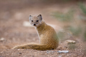 Yellow Mongoose, Namibia