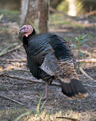 Wild turkey stock photos. Wild turkey close-up profile view in the field with foliage displaying feathers, body, head, beak, feet, tail in its environment and habitat. Picture. Image. Portrait. 