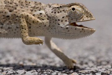 Flap-Necked Chameleon, Caprivi Strip, Namibia