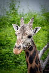 Naklejka na ściany i meble Beautiful giraffes in the Prague Zoo.