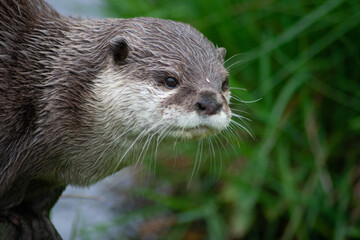 close up of a otter