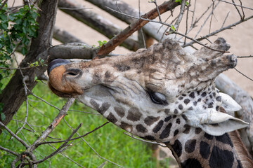 Beautiful giraffes in the Prague Zoo.