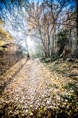 Colorful autumn Park with trees in Wiesbaden, Germany