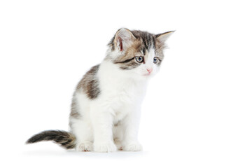 Obraz premium Cute kitten isolated on white background