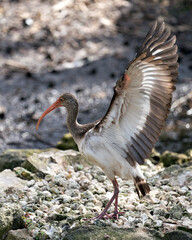 White Ibis Bird Photo. White Ibis juvenile bird close-up profile view displaying brown feathers, spread wings, in its environment and habitat. Image. Portrait. Picture.
