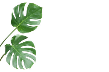 Green tropical monstera leafs isolated on white background